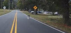 Found/Stray Unknown Dog last seen Audrey Street going towards peters creek, Winston-Salem, NC 27127