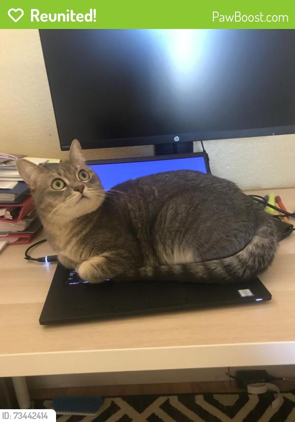 Reunited Female Cat last seen Mountain View, CA 94043, Mountain View, CA 94043