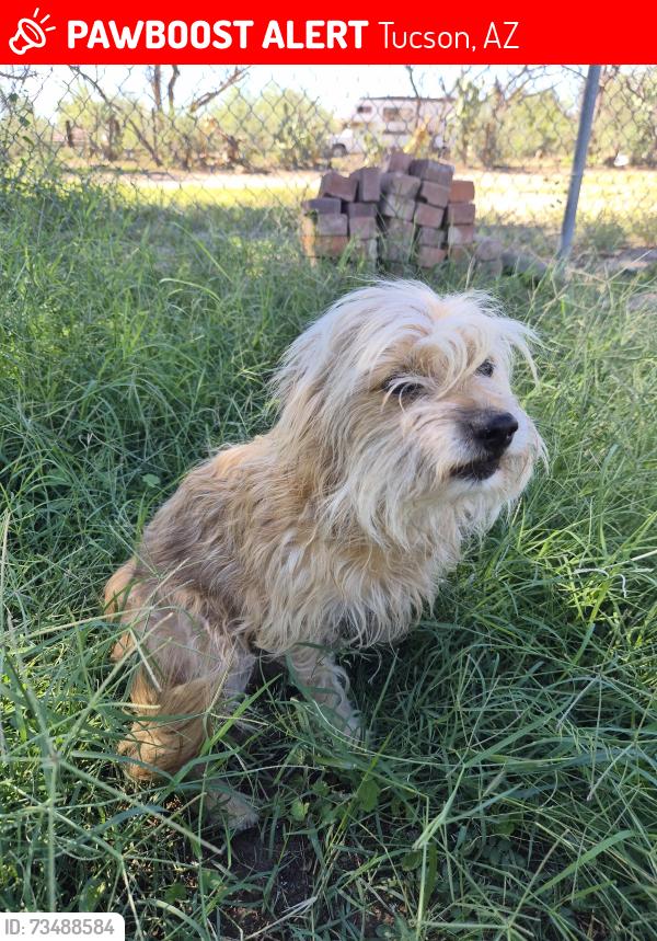 Lost Female Dog last seen Silverlake and Cottonwood, Tucson, AZ 85713