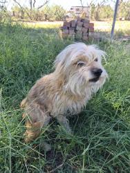 Lost Female Dog last seen Silverlake and Cottonwood, Tucson, AZ 85713