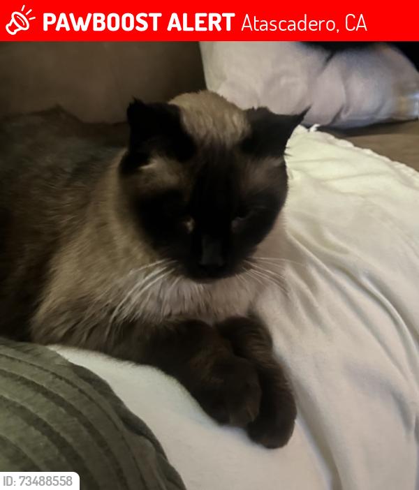 Lost Male Cat last seen Curberil, Atascadero, CA 93422