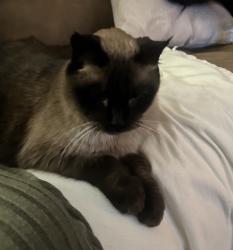 Lost Male Cat last seen Curberil, Atascadero, CA 93422