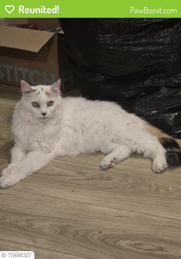 Reunited Female Cat last seen Dwelling at New Braunfels, New Braunfels, TX 78135
