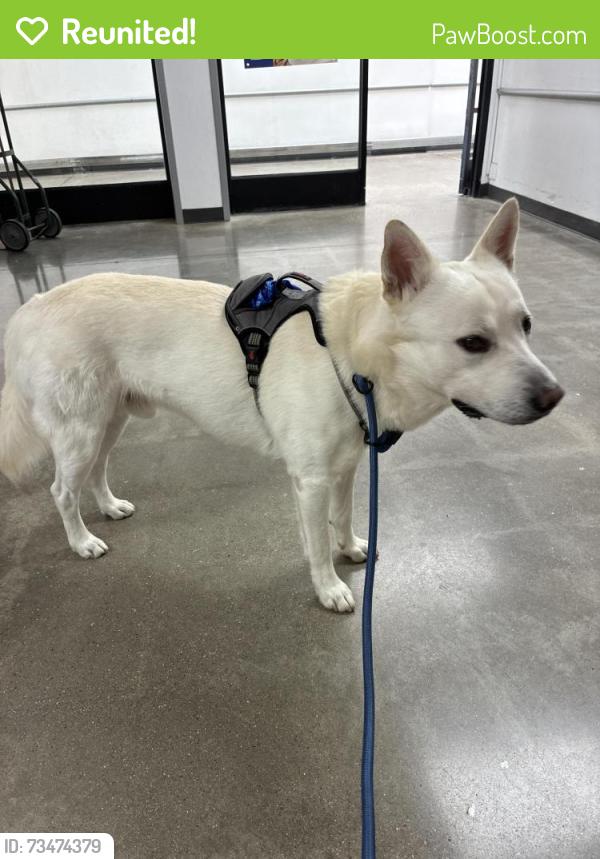 Reunited Male Dog last seen Travis street and McGowan intersection, Houston, TX 77006