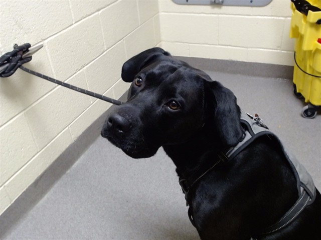 Shelter Stray Male Dog last seen Near BLOCK N NEWTON ST, DENVER CO 80204, 1241 W Bayaud Ave, Denver, CO 80223, USA