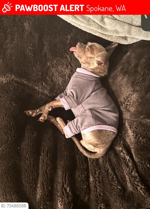 Lost Female Dog last seen Parking lot of shadle Walmart, Spokane, WA 99205