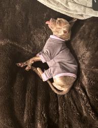 Lost Female Dog last seen Parking lot of shadle Walmart, Spokane, WA 99205