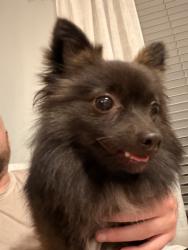Reunited Male Dog last seen Near 121st Ave N, Largo, FL, USA, Largo, FL 33773