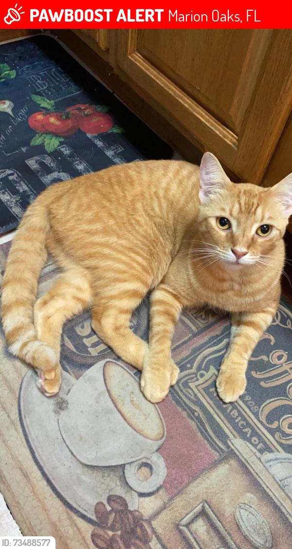 Lost Male Cat last seen SW 20th Ave Rd. & SW 165 St. Ocala, Fl., Marion Oaks, FL 34473