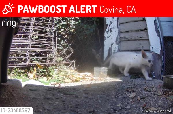 Lost Female Cat last seen West covina, Covina, CA 91722