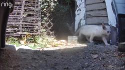Lost Female Cat last seen West covina, Covina, CA 91722