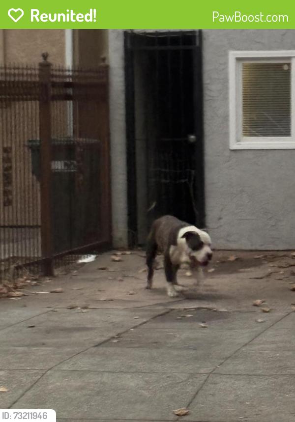 Reunited Unknown Dog last seen Helen & 32nd St, Oakland, CA 94608