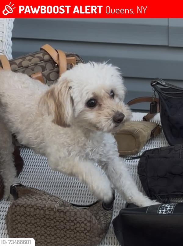 Lost Female Dog last seen cross island parkway, Queens, NY 11426