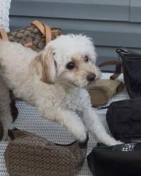 Lost Female Dog last seen cross island parkway, Queens, NY 11426