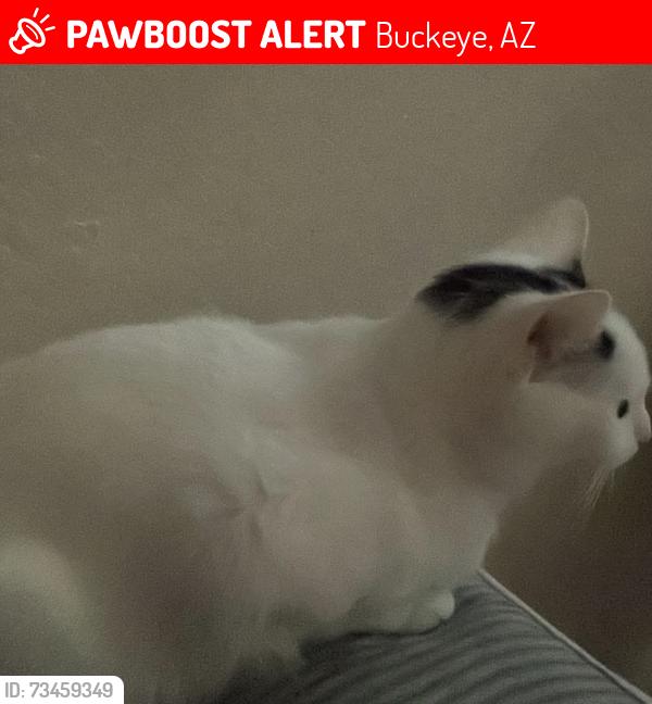 Lost Female Cat last seen Near w corona ave, Buckeye, AZ 85326