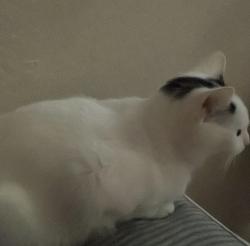 Lost Female Cat last seen Near w corona ave, Buckeye, AZ 85326