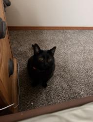 Reunited Female Cat last seen June road, Bellingham, WA 98226