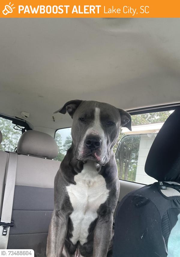 Found/Stray Male Dog last seen Lake city country club, Lake City, SC 29560