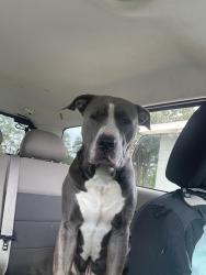 Found/Stray Male Dog last seen Lake city country club, Lake City, SC 29560