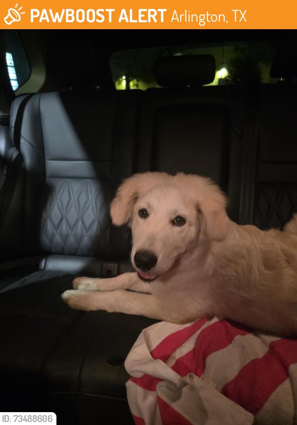Found/Stray Male Dog last seen Division St and 360, Arlington, TX 76011
