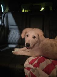 Found/Stray Male Dog last seen Division St and 360, Arlington, TX 76011