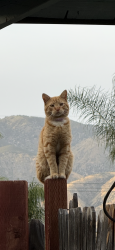 Lost Male Cat last seen pacific st, Highland, CA 92346