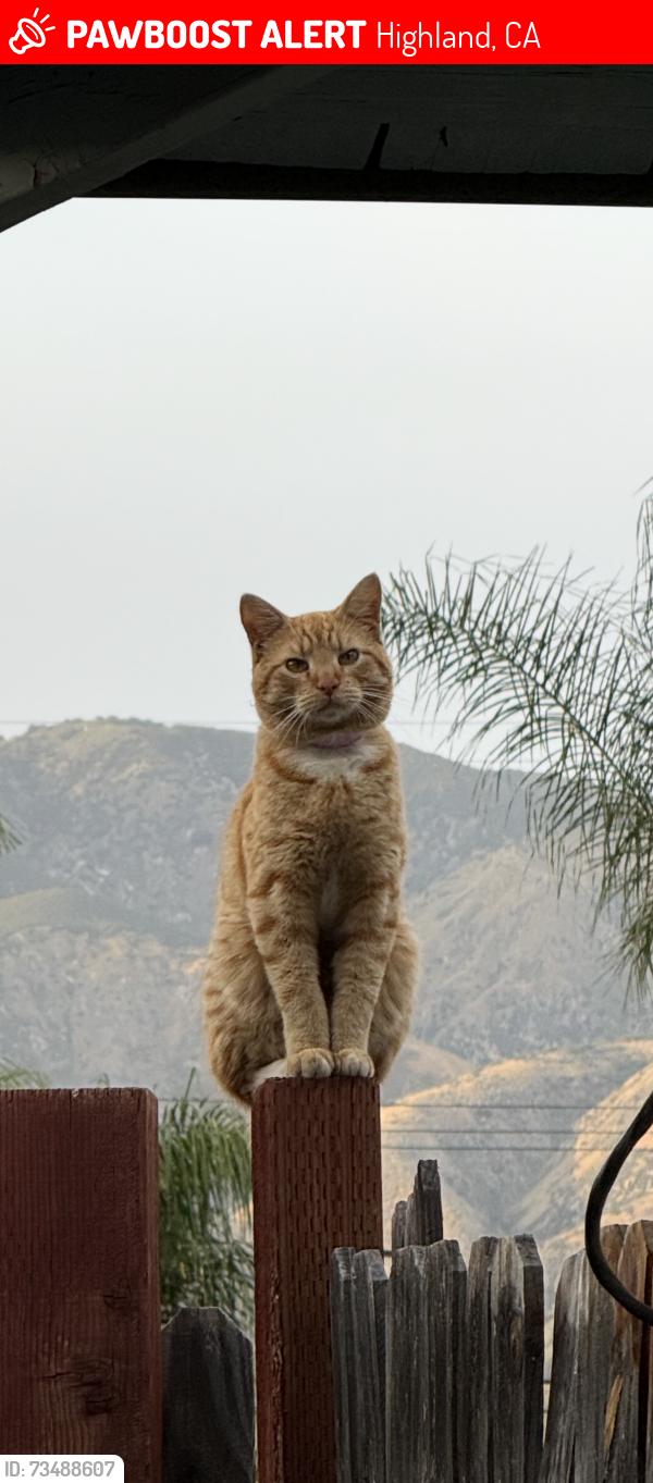 Lost Male Cat last seen pacific st, Highland, CA 92346