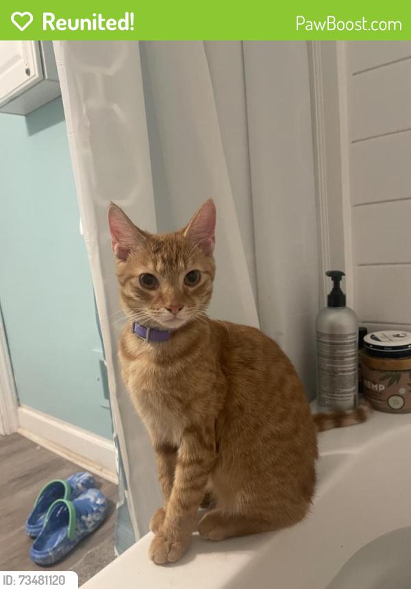 Reunited Male Cat last seen Piedmont Park, Greenville, SC 29609