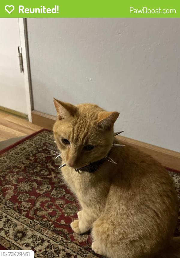 Reunited Male Cat last seen Collinwood and Eastwood Circle, Santa Clara, CA 95054