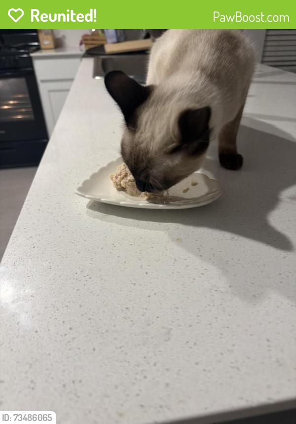 Reunited Female Cat last seen Paw Paw Dr. Cypress Creek neighborhood, Princeton, TX 75407