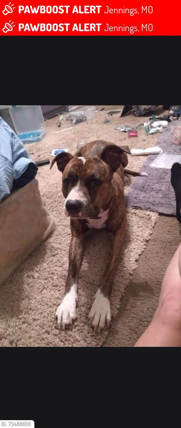 Lost Female Dog last seen Lucas and hunt and West florrisant, Jennings, MO 63136