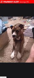 Lost Female Dog last seen Lucas and hunt and West florrisant, Jennings, MO 63136