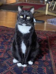 Reunited Male Cat last seen 64th st. & Vallejo st. In Emeryville, Oakland, CA 94608