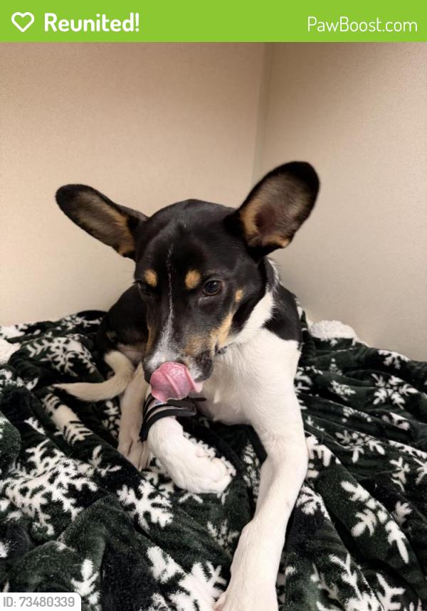 Reunited Male Dog last seen Dogtopia, Houston, TX 77005