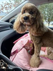 Reunited Female Dog last seen Poynter Crossing and Fox Run, Fort Worth, TX 76123