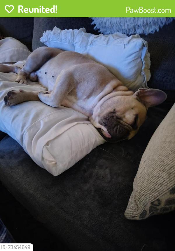 Reunited Male Dog last seen AD Mims and Johio Shores Rd ocoee Florida, Ocoee, FL 32818