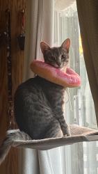 Lost Male Cat last seen Landmark near by Sierra Lakes Golf Club, Fontana, CA 92336