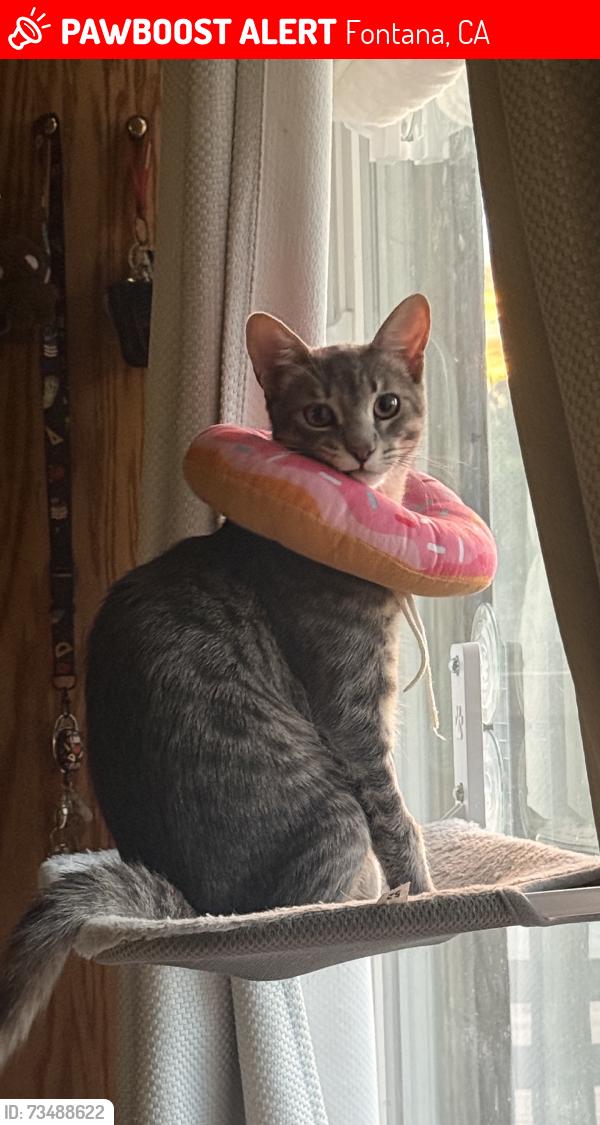 Lost Male Cat last seen Landmark near by Sierra Lakes Golf Club, Fontana, CA 92336