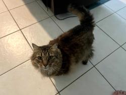 Lost Female Cat last seen Near SW Mantilla Ave, Port St. Lucie, FL 34953