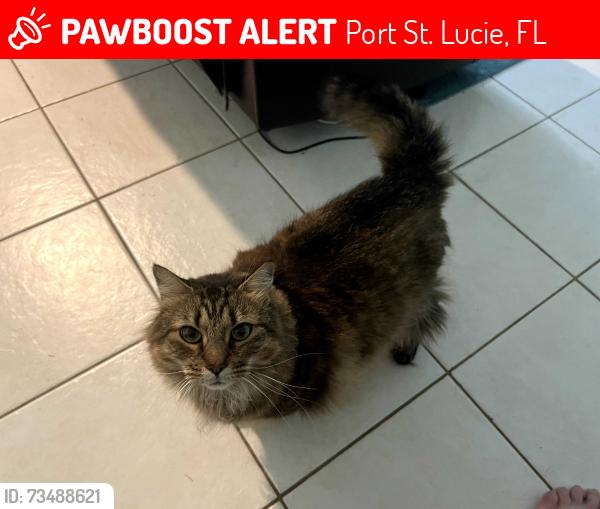 Lost Female Cat last seen Near SW Mantilla Ave, Port St. Lucie, FL 34953