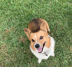 Reunited Male Dog last seen Tulip Oak Dr & Fernglade Dr, Houston, TX 77068