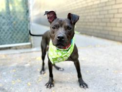 Shelter Stray Female Dog last seen W 138 Street, NEW YORK, NY, 10030, 326 E 110th St, New York, NY 10029, USA