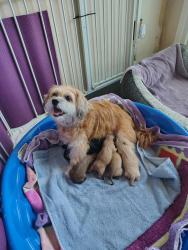 Shelter Stray Female Dog last seen Near 44th Street, San Diego, CA, 92115, 5500 Gaines St, San Diego, CA 92110, USA
