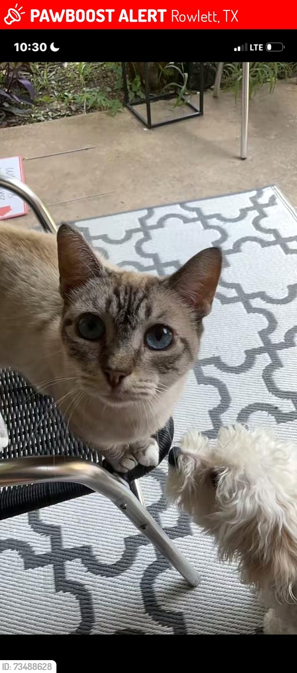 Lost Female Cat last seen Near Sturbridge rd, Rowlett, TX 75089