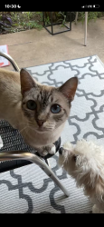 Lost Female Cat last seen Near Sturbridge rd, Rowlett, TX 75089