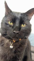 Lost Male Cat last seen Highland, Kitchener, ON 