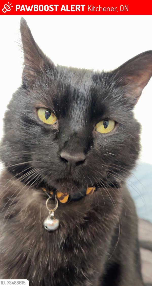 Lost Male Cat last seen Highland, Kitchener, ON 