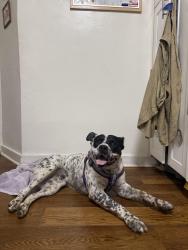 Found/Stray Male Dog last seen Dodger Stadium 110 freeway, Los Angeles, CA 90042