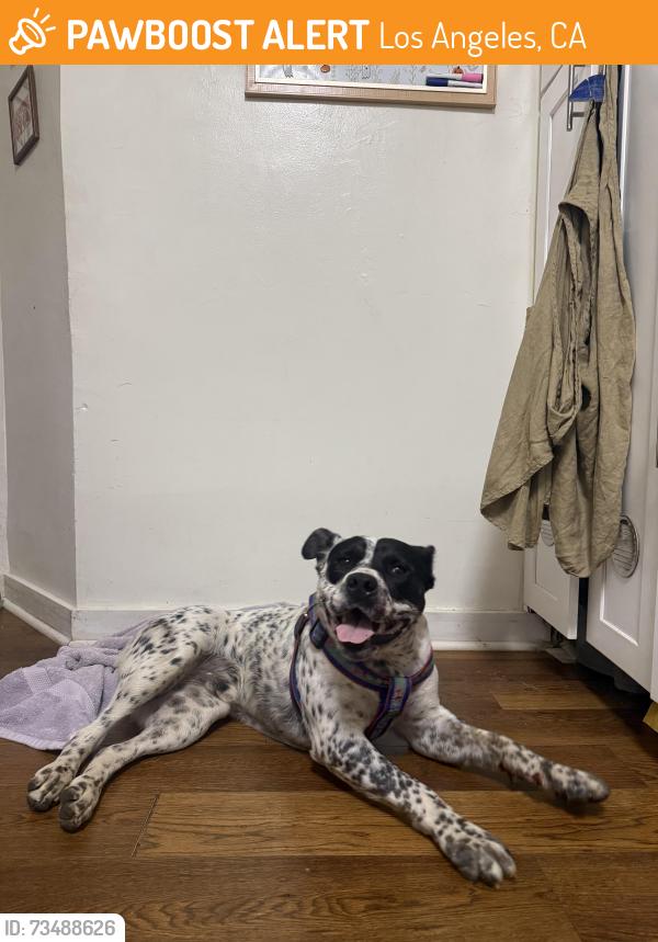 Found/Stray Male Dog last seen Dodger Stadium 110 freeway, Los Angeles, CA 90042