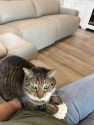 Reunited Male Cat last seen Skylark dr, South Patrick Shores, FL 32937